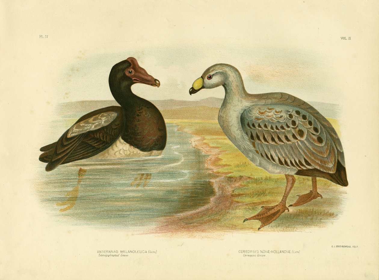 Semipalmated Goose Ou Magpie Goose, 1891 de Gracius Broinowski