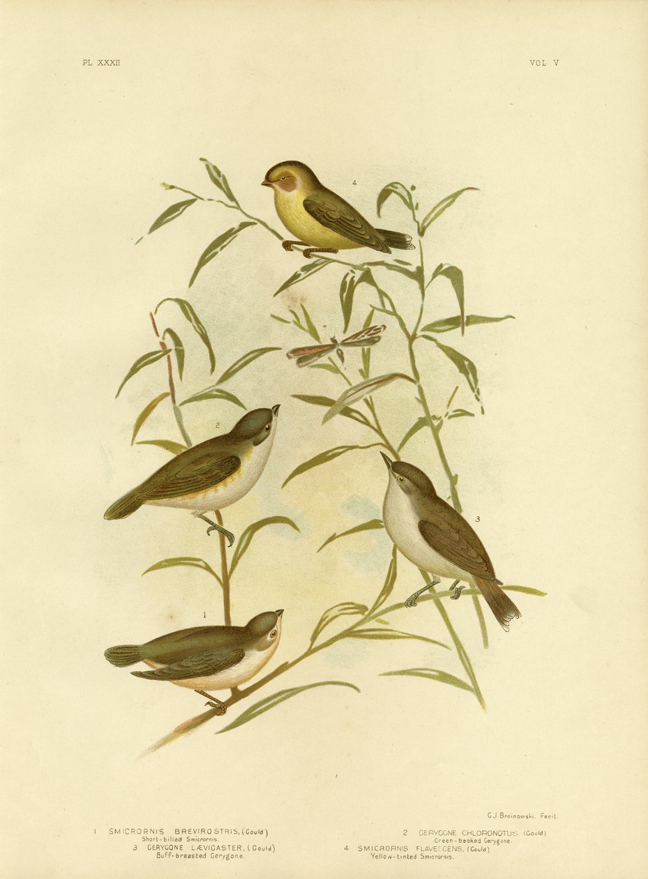 Smicrornis De Curto-Bocado Ou Weebill, 1891 de Gracius Broinowski