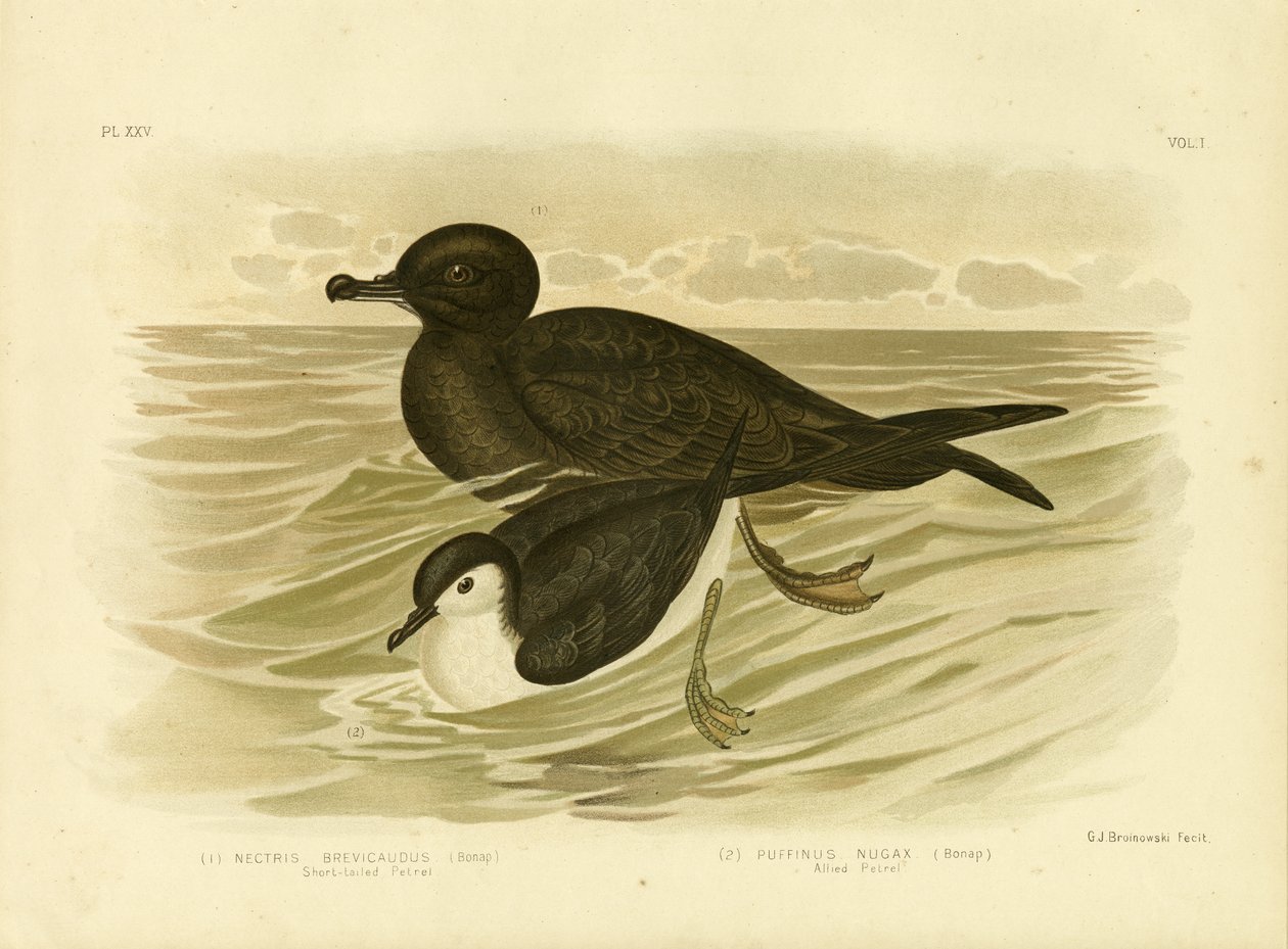Petrel-de-cauda-curta, 1891 de Gracius Broinowski