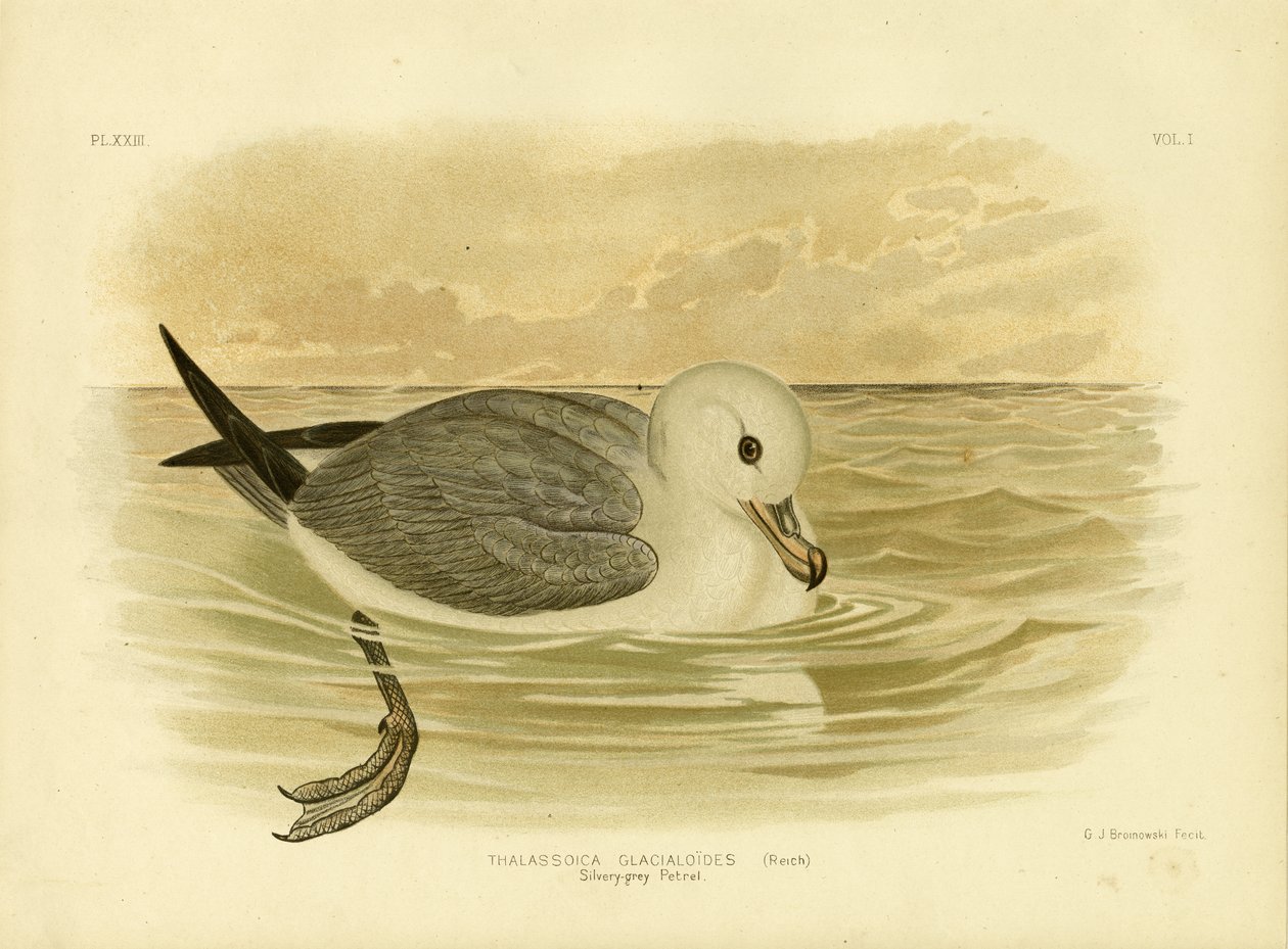 Petrel Cinza-prateado, 1891 de Gracius Broinowski