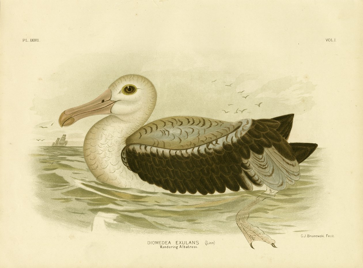 Petrel Cinza-prateado, 1891 de Gracius Broinowski