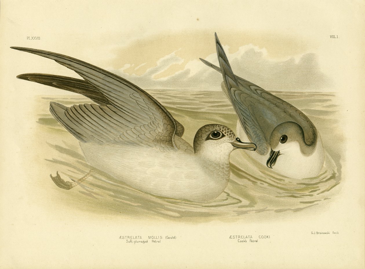 Petrel Macio-Plumaged, 1891 de Gracius Broinowski