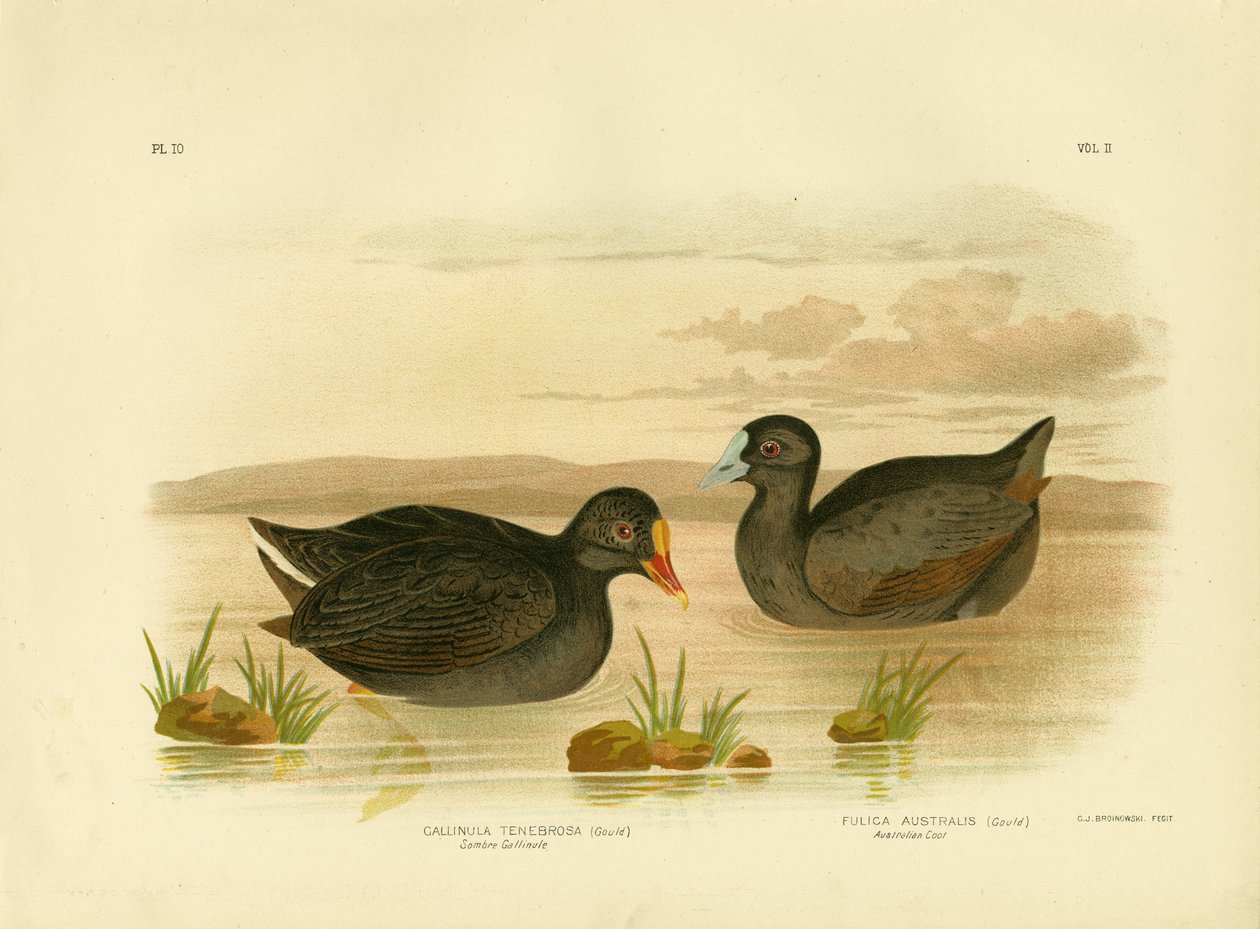 Gallinule Sombre ou galinha-d&39;água Dusky, 1891 de Gracius Broinowski