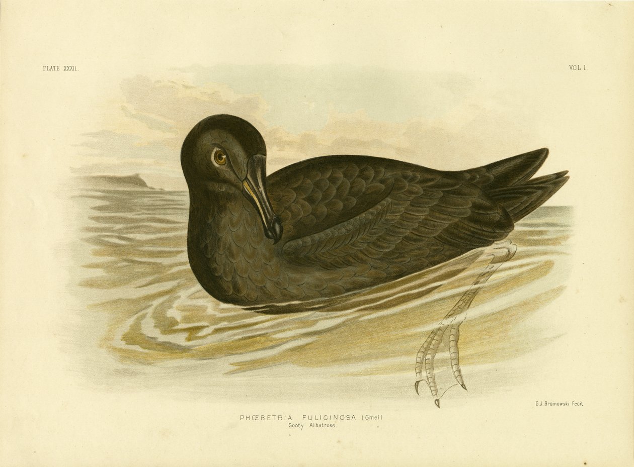 Albatroz Sooty, 1891 de Gracius Broinowski