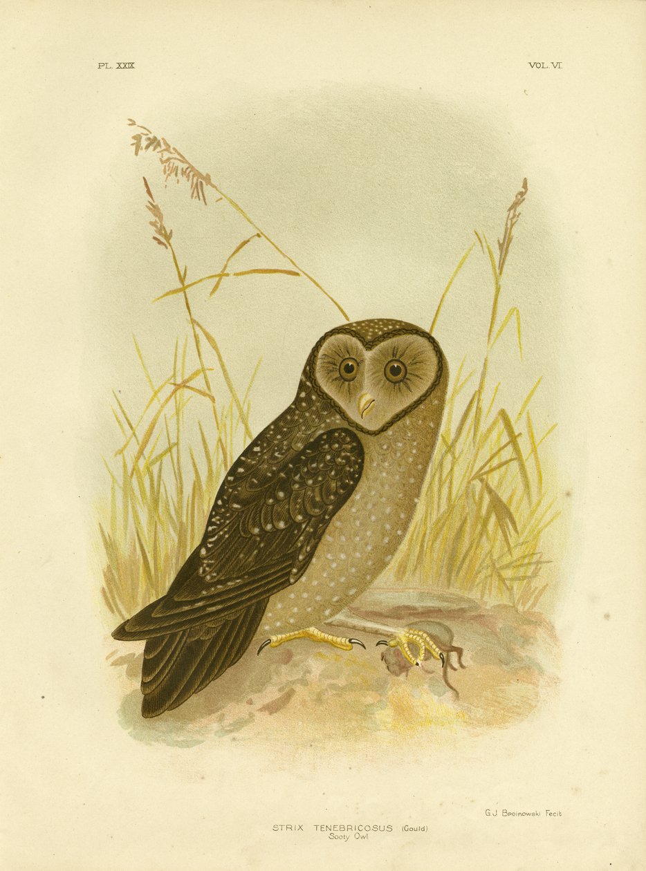 Coruja Sooty, 1891 de Gracius Broinowski
