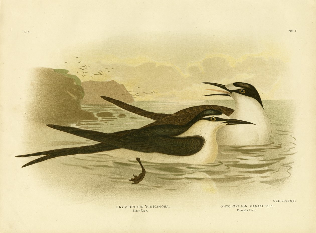 Andorinha-do-mar-cinzenta, 1891 de Gracius Broinowski