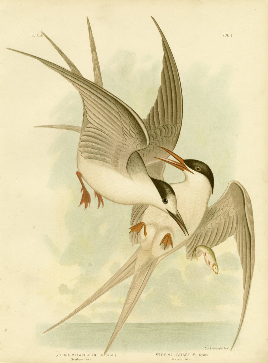 Tern do Sul, 1891 de Gracius Broinowski