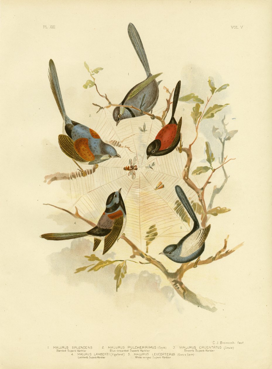 Fairywren esplêndido, 1891 de Gracius Broinowski