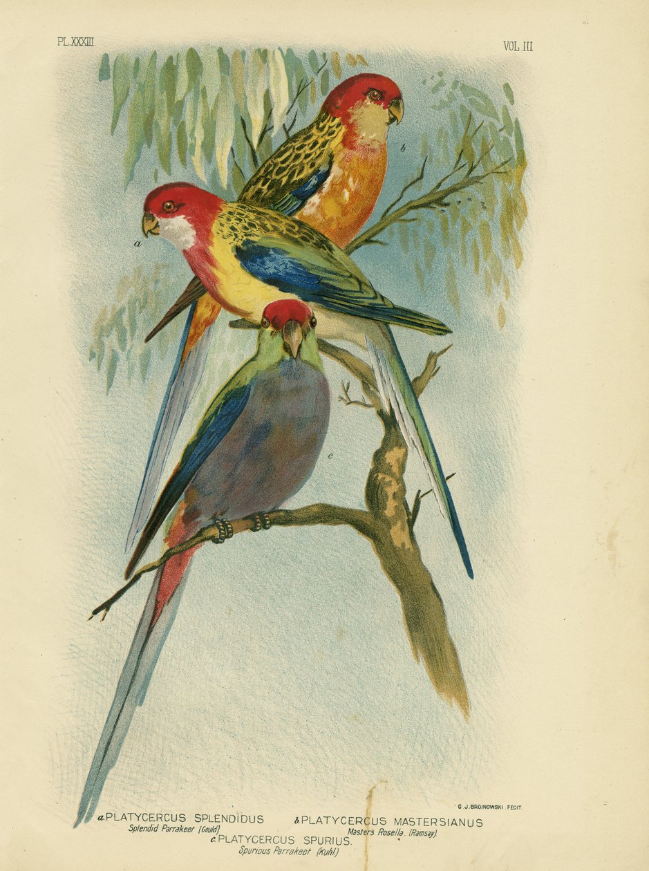 Parakeet esplêndido, 1891 de Gracius Broinowski