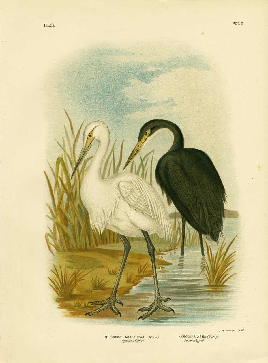 Garça-branca-sem-cara ou garça-branca-pequena, 1891 de Gracius Broinowski