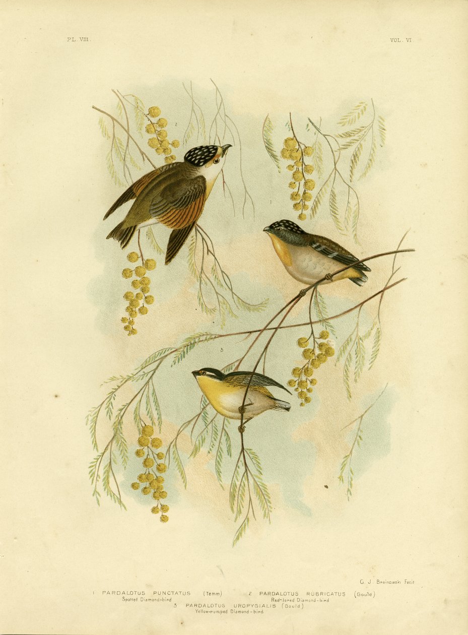 Diamondbird manchado ou Pardalote manchado, 1891 de Gracius Broinowski