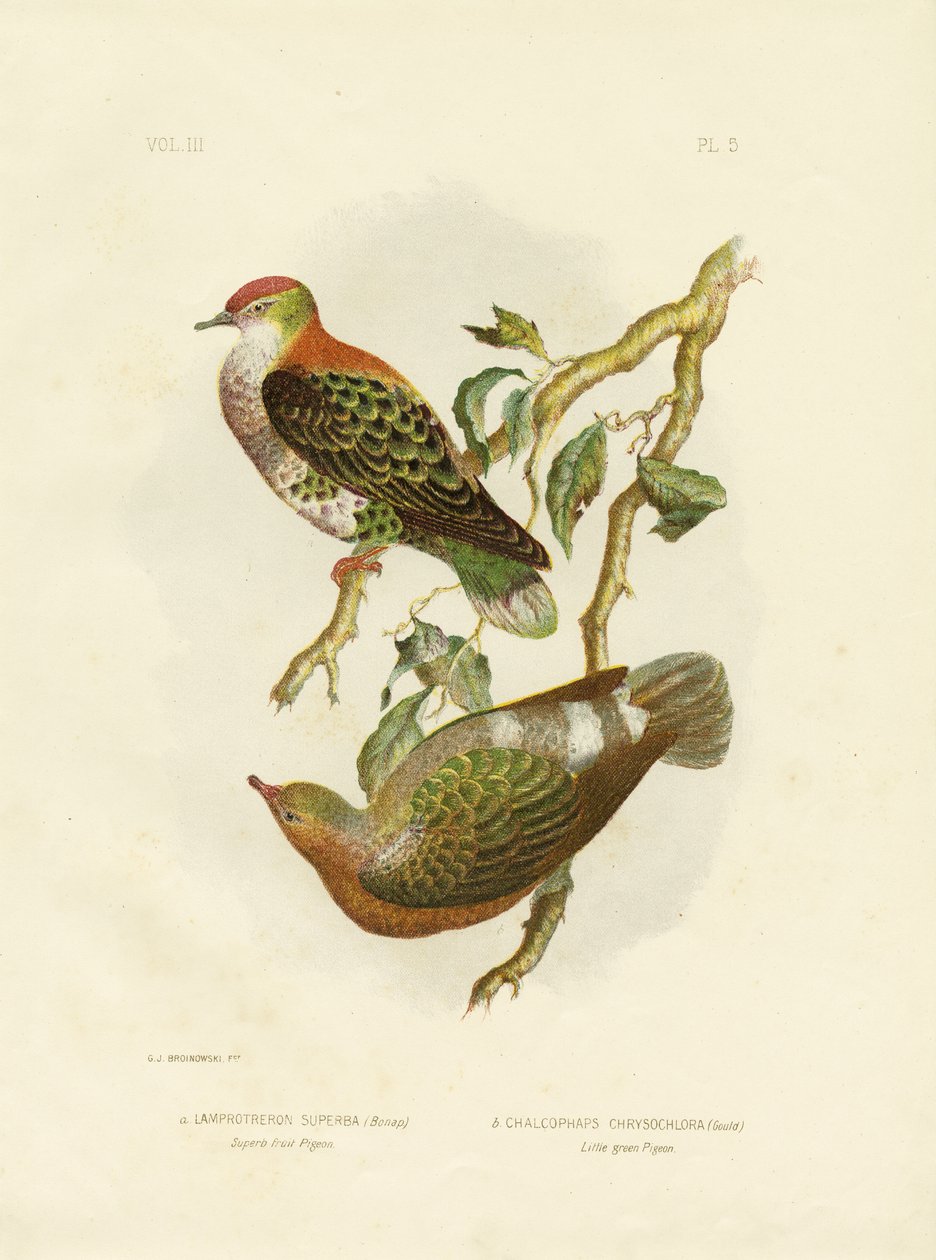 Pombo soberbo da fruta, 1891 de Gracius Broinowski