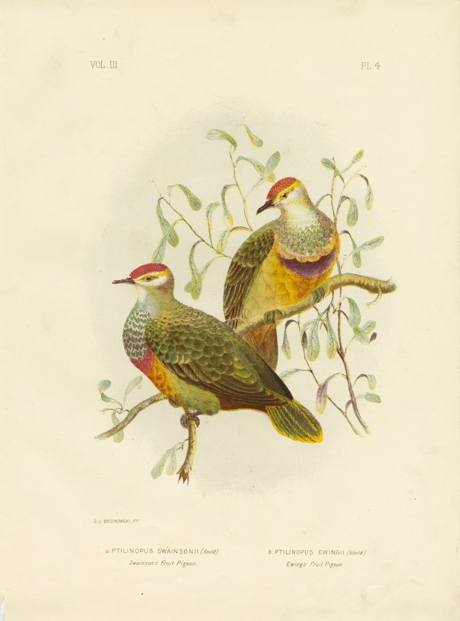 Pombo da fruta de Swainson, 1891 de Gracius Broinowski
