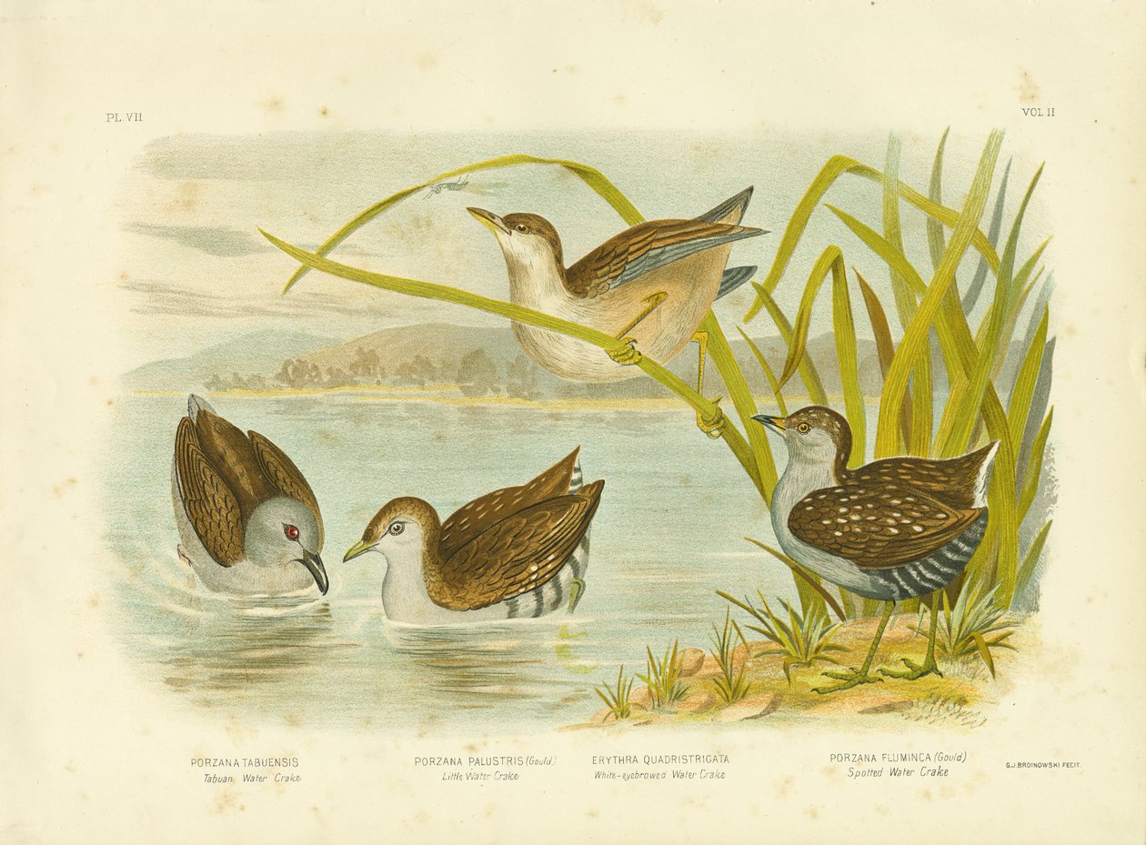 Água de Tabuan Crake Ou Sooty Crake, 1891 de Gracius Broinowski