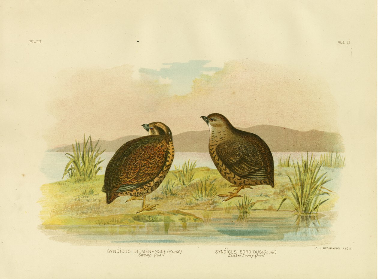 Codorna do pântano tasmaniano, 1891 de Gracius Broinowski
