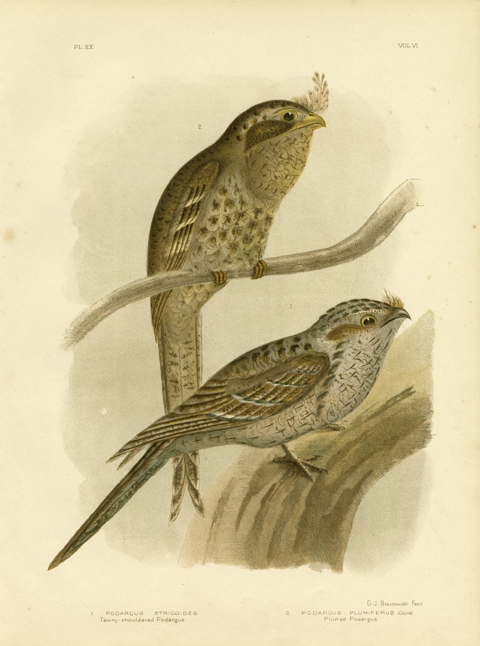 Tawny-ombro Podargus ou Tawny Frogmouth, 1891 de Gracius Broinowski