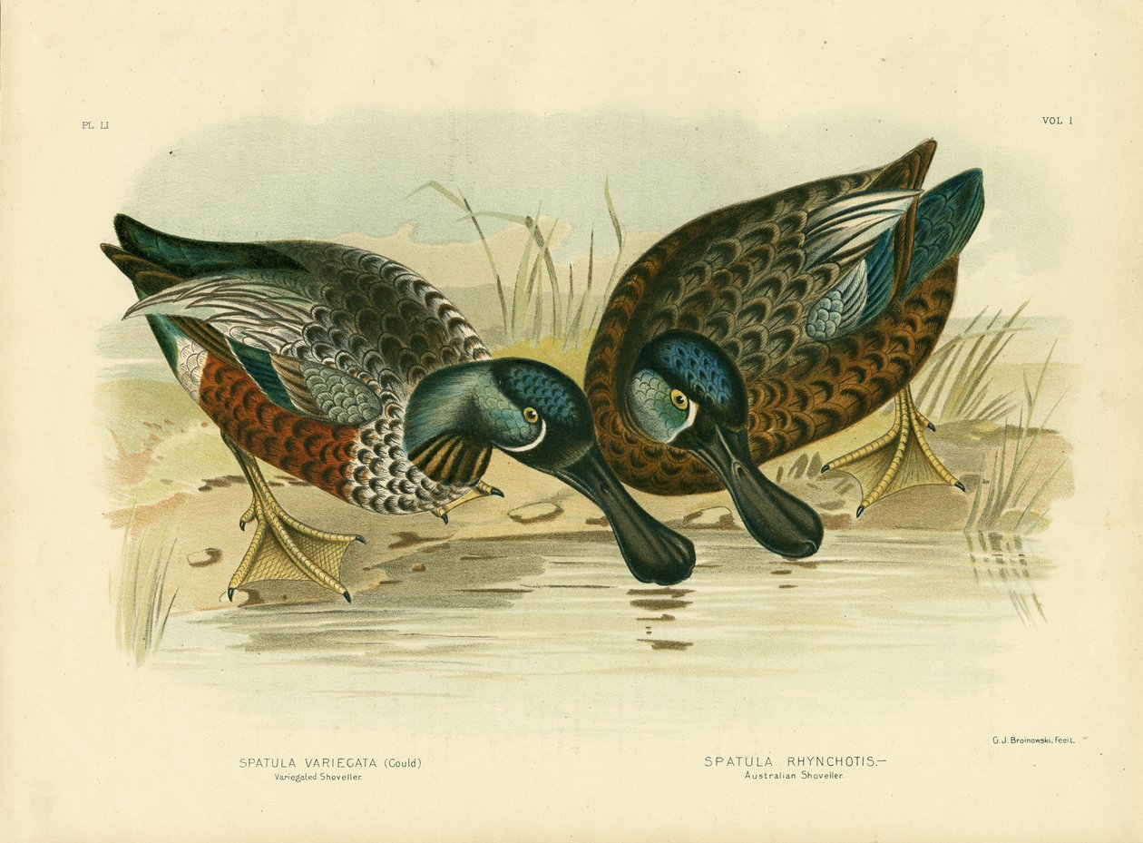Shoveller Variegada, 1891 de Gracius Broinowski