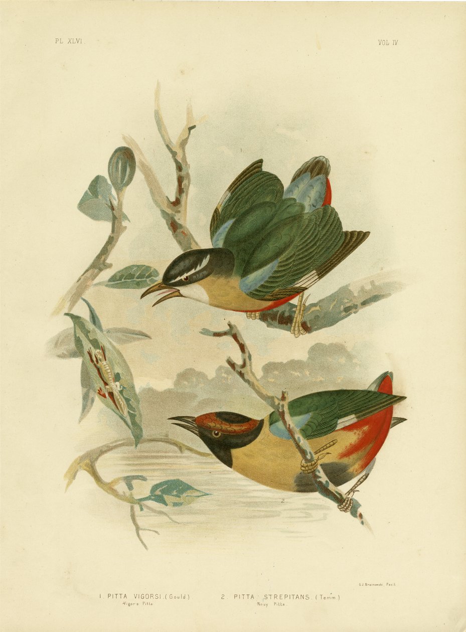 Pitta de Vigor ou Pitta elegante, 1891 de Gracius Broinowski