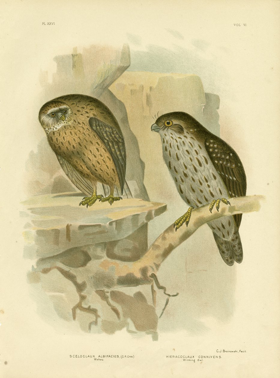 Wekau Ou Coruja De Riso, 1891 de Gracius Broinowski