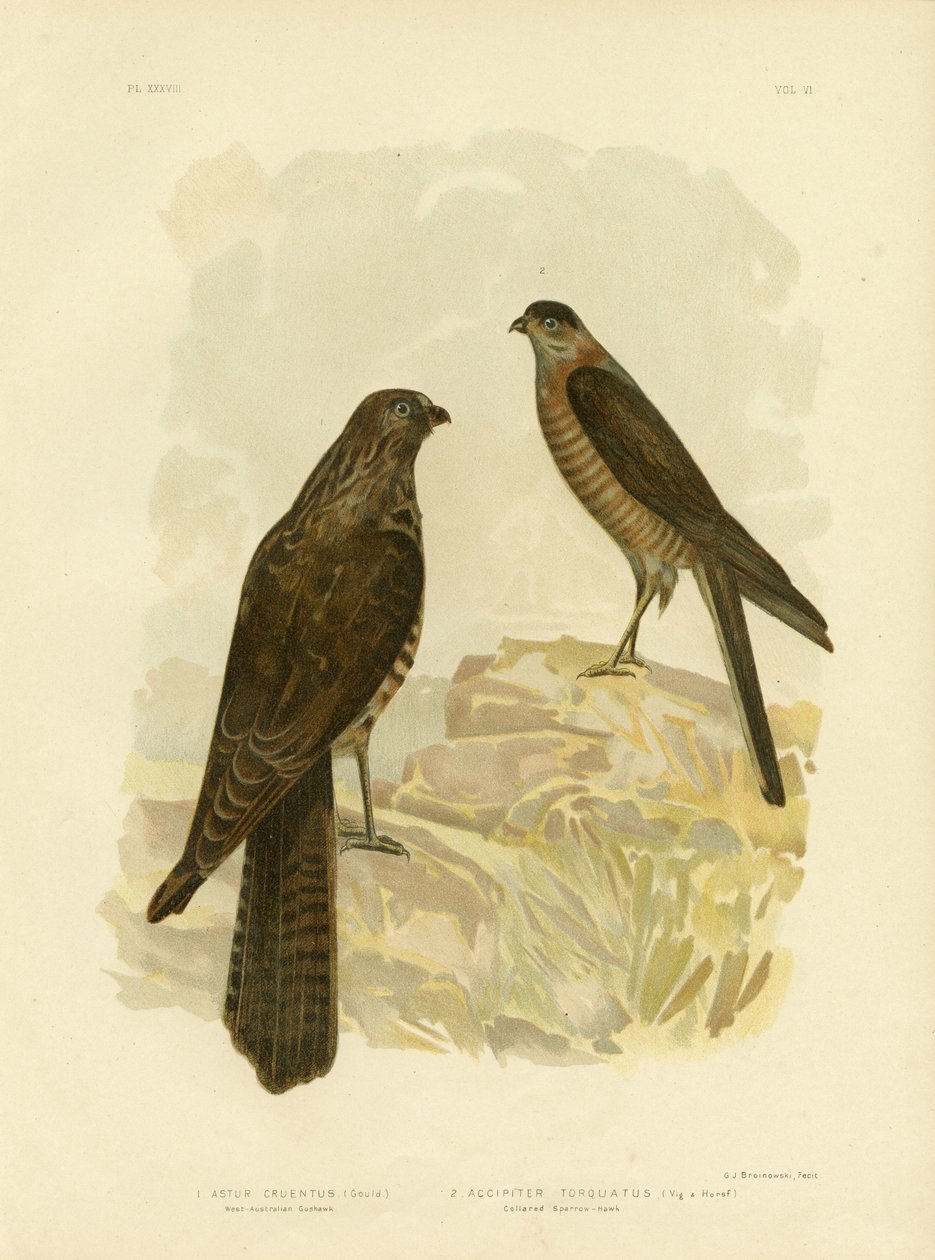 Goshawk da Austrália Ocidental, 1891 de Gracius Broinowski