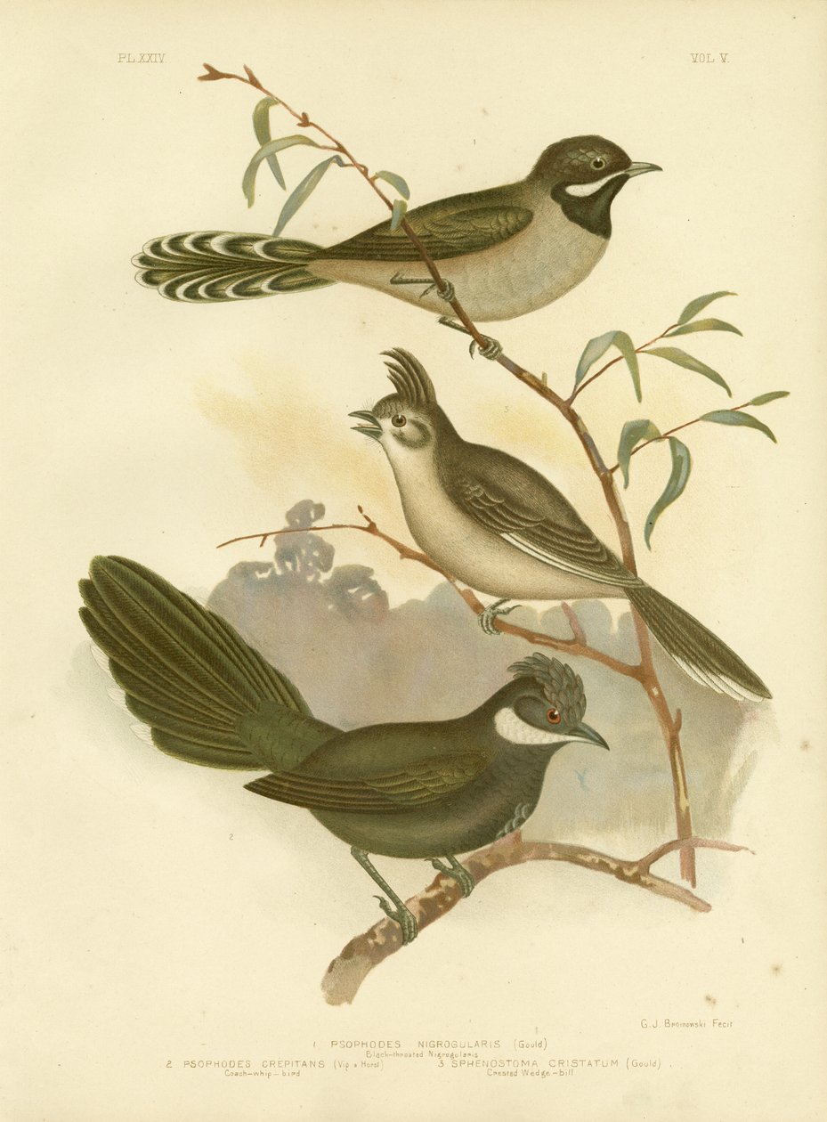 Whipbird Ocidental, 1891 de Gracius Broinowski