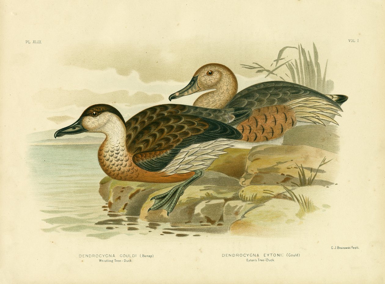 Assobiando o pato da árvore ou assobiando o pato-assobiando, 1891 de Gracius Broinowski