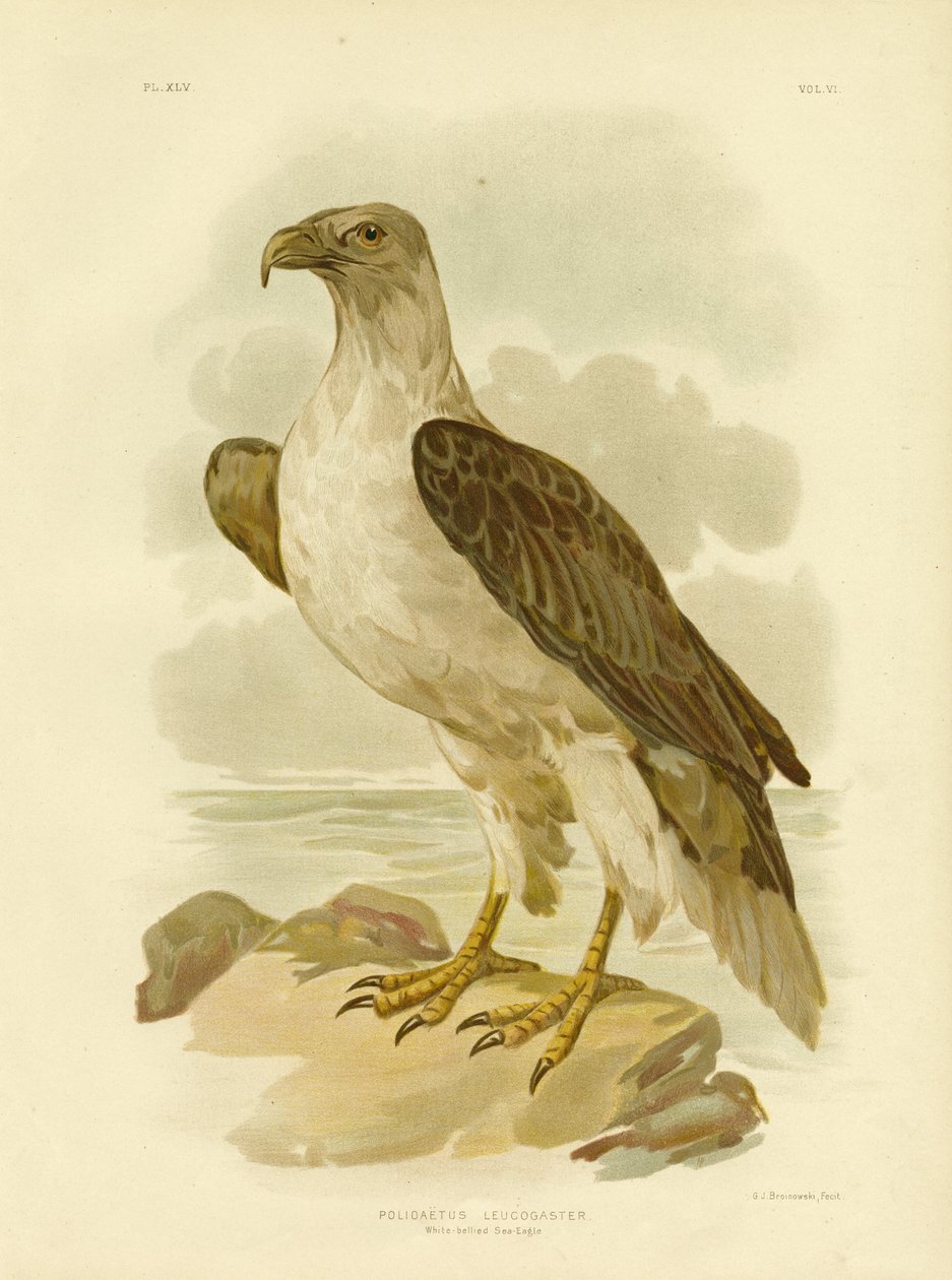 Mar-de-barriga-branca, 1891 de Gracius Broinowski