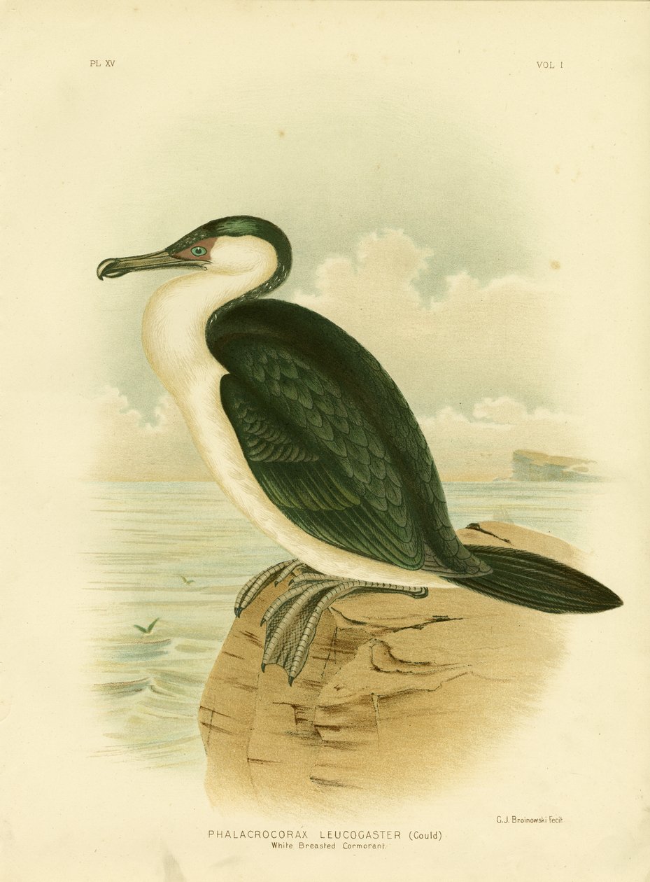 Cormorão-de-peito-branco, 1891 de Gracius Broinowski