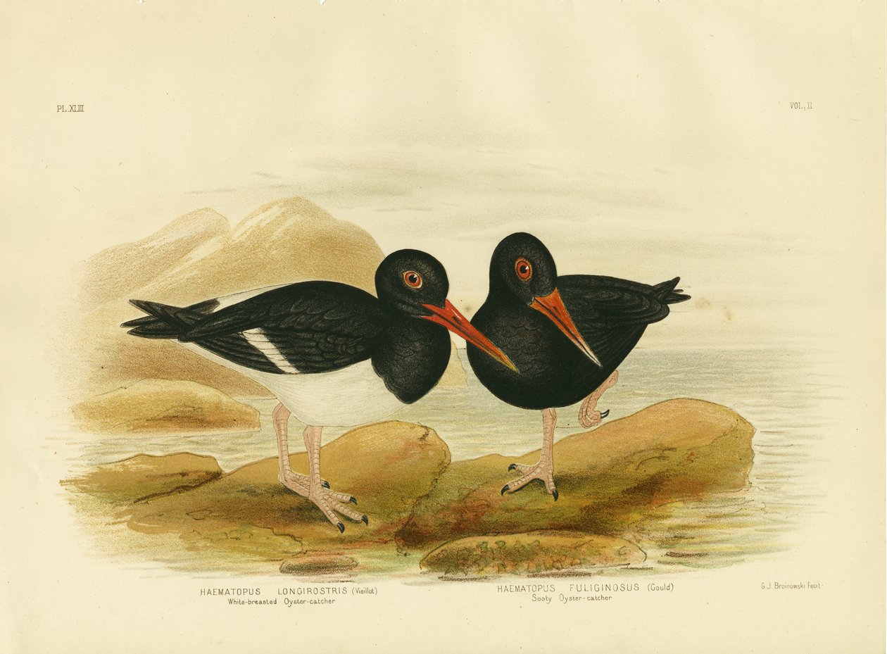 Ostraceiro-de-peito-branco, 1891 de Gracius Broinowski