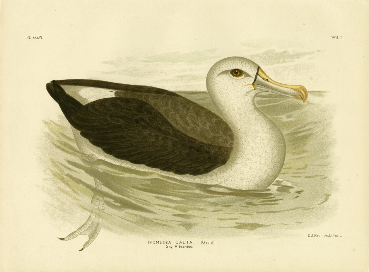 Albatroz Branco-tampado, 1891 de Gracius Broinowski