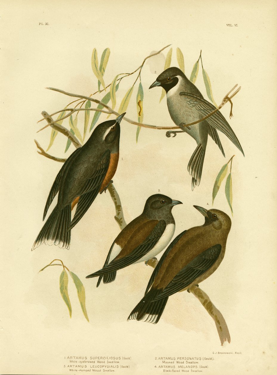 Andorinha de madeira de sobrancelhas brancas, 1891 de Gracius Broinowski