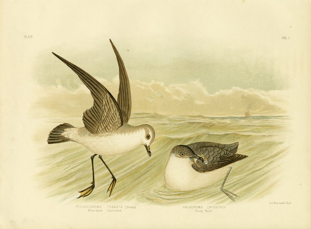 Tempestade Branca-Petrel, 1891 de Gracius Broinowski