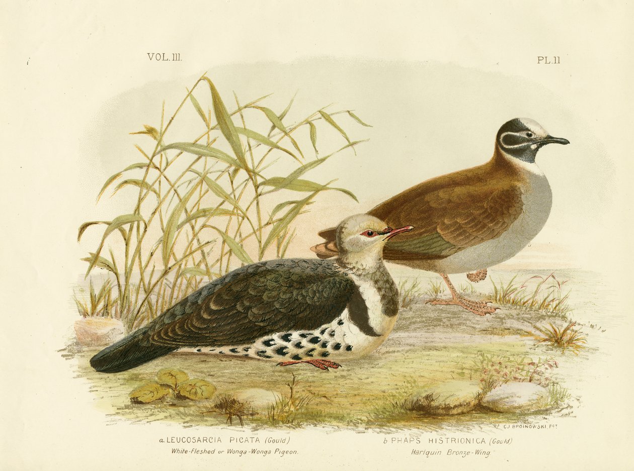 Pombo Branco-Fleshed Ou Pombo De Wonga, 1891 de Gracius Broinowski