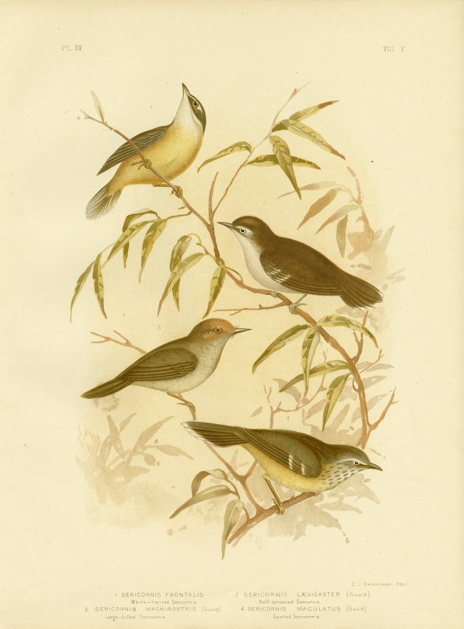 Scrubwren Branco-Frontal ou Scrubwren Branco-Sobrancelhudo, 1891 de Gracius Broinowski