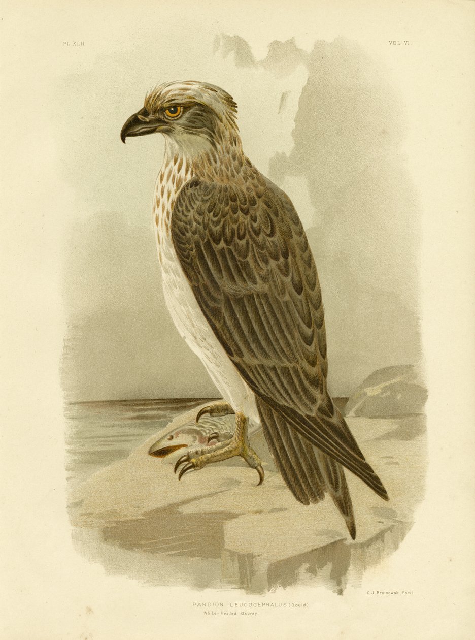 Águia-pescadora-de-cabeça-branca, 1891 de Gracius Broinowski