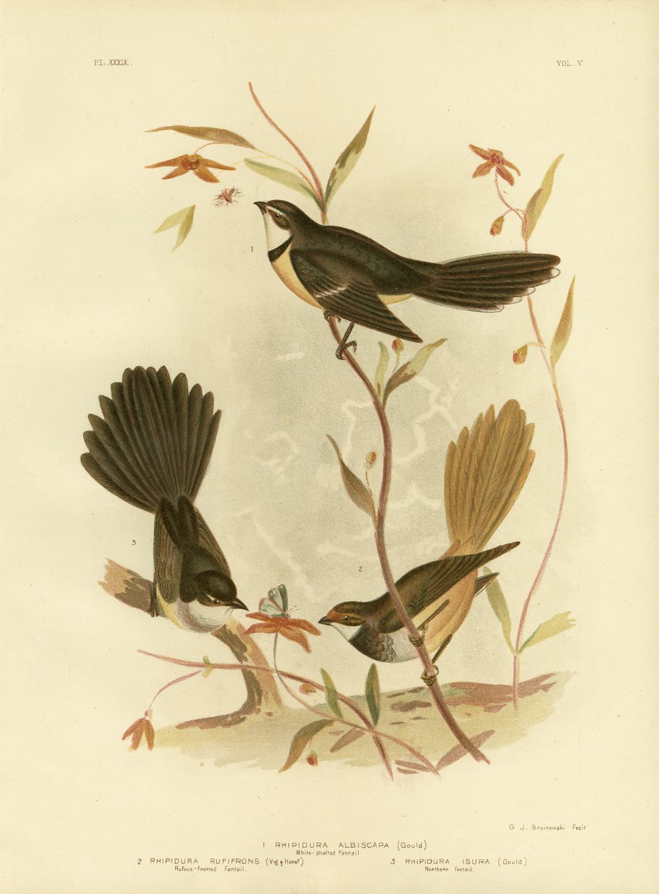 Fantail Branco-Shafted ou Fantail cinzento, 1891 de Gracius Broinowski