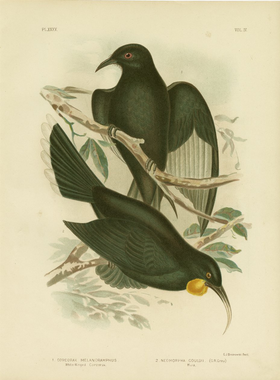 Corcorax Branco-Alado, 1891 de Gracius Broinowski