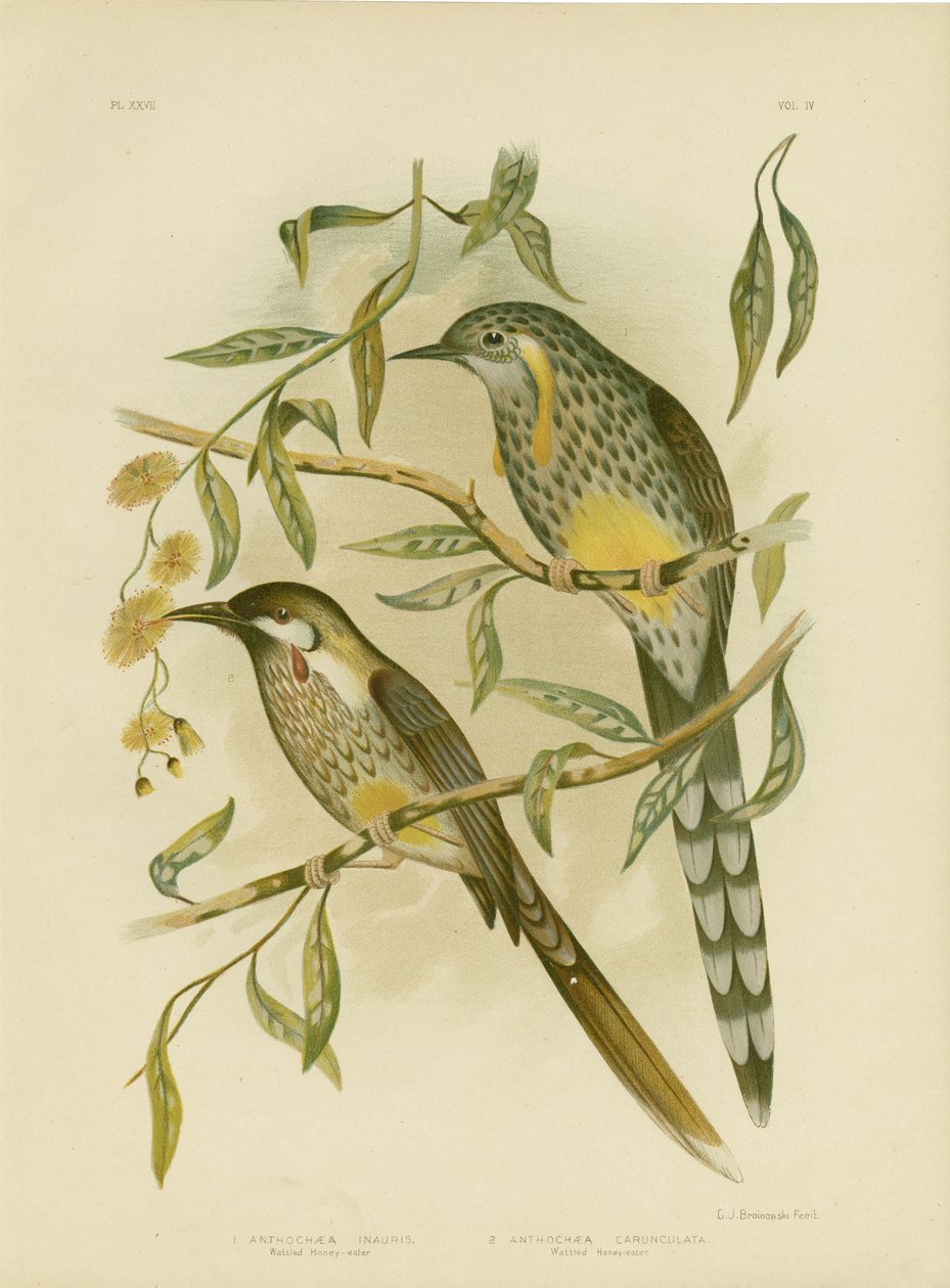Wattlebird amarelo, 1891 de Gracius Broinowski