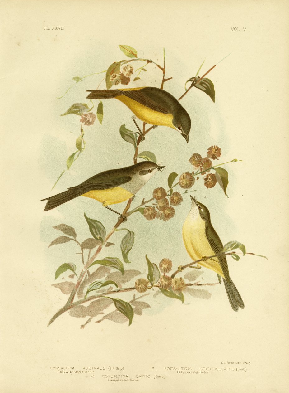 Robin-de-peito-amarelo ou Oriental amarelo Robin, 1891 de Gracius Broinowski