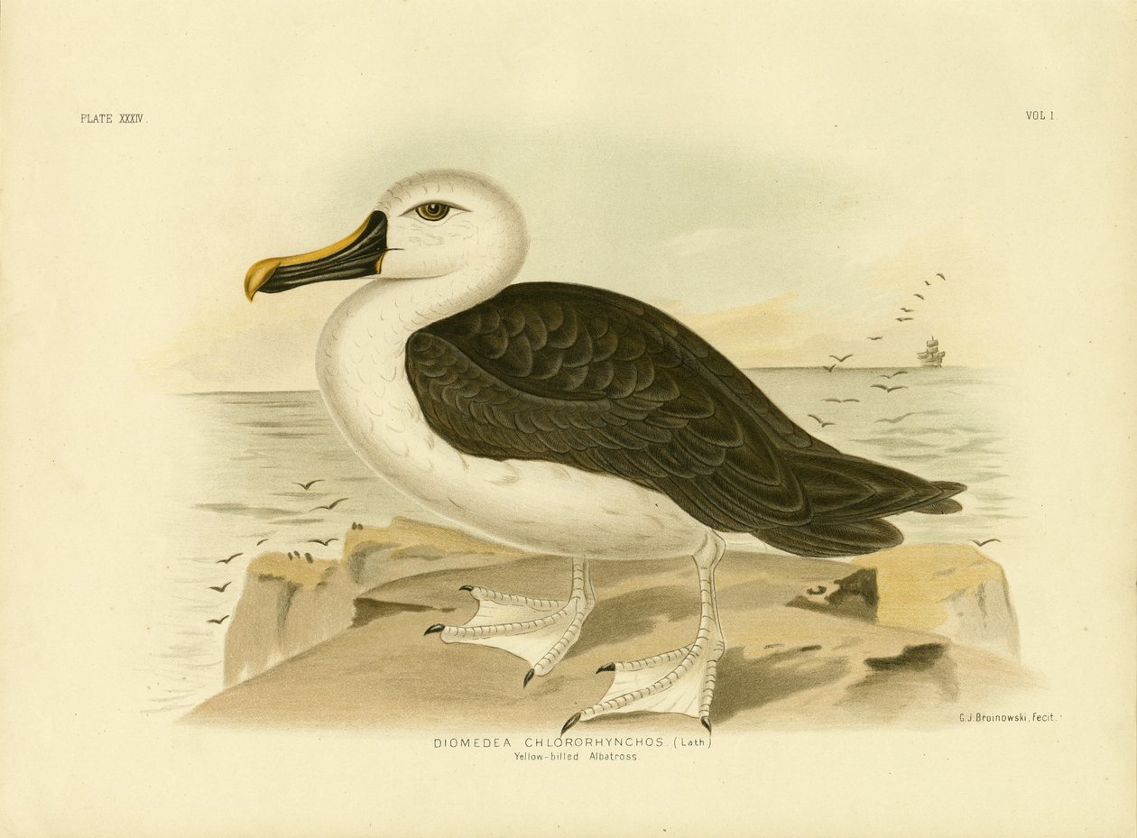 Albatroz-de-peito-amarelo, 1891 de Gracius Broinowski