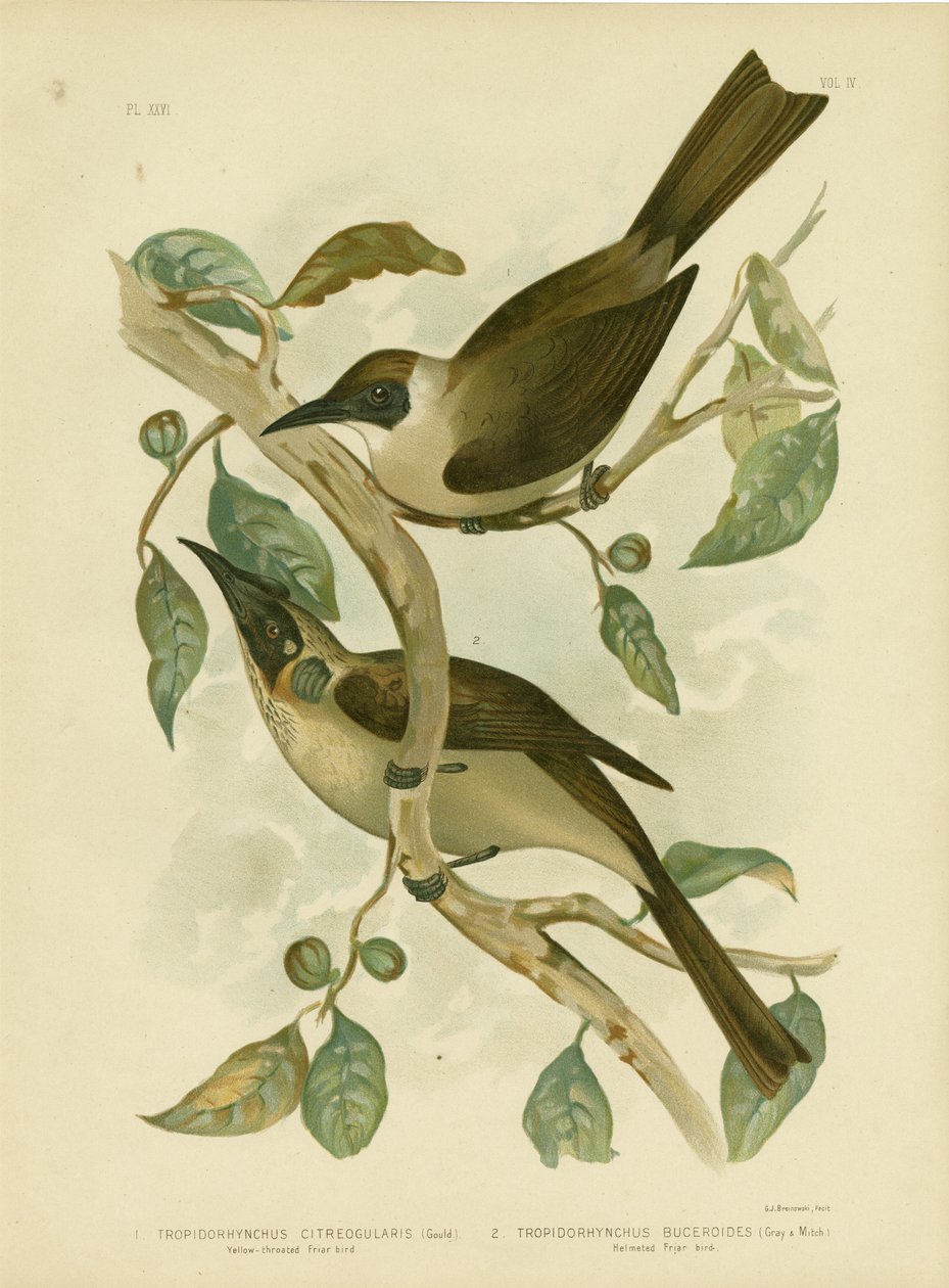 Friarbird Amarelo-Throated ou pouco Friarbird, 1891 de Gracius Broinowski