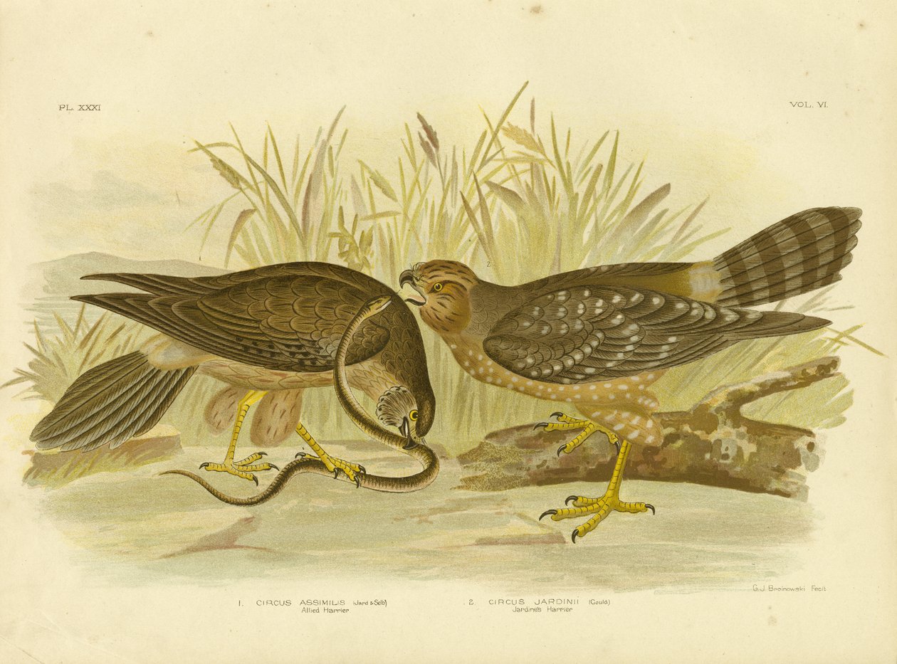 Harrier aliado ou Harrier manchado, 1891 de Gracius Broinowski