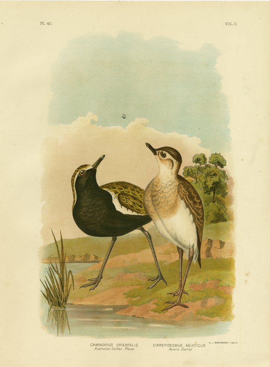 Tarambola dourada australiana ou dourado-tarambola pacífica, 1891 de Gracius Broinowski