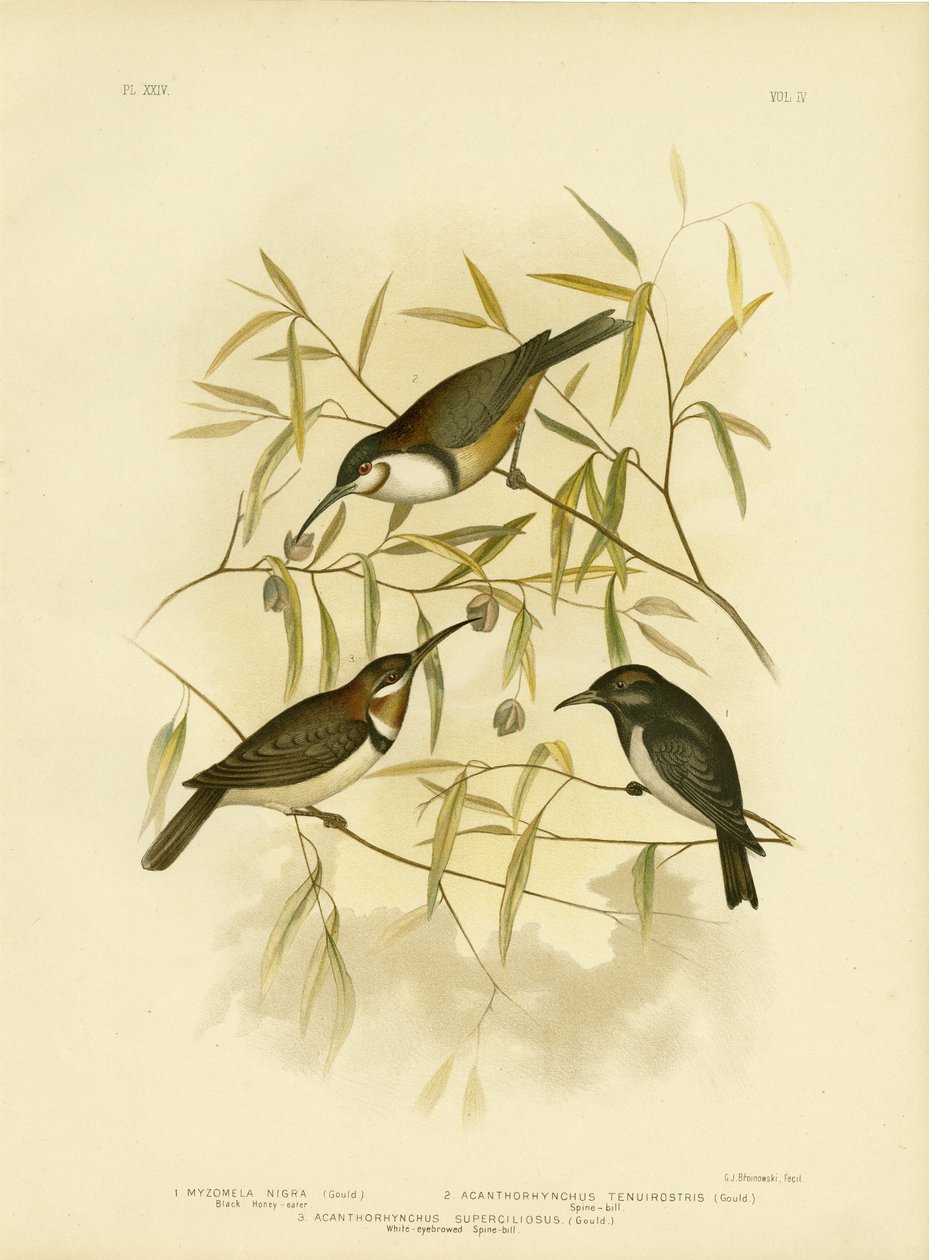 Honeyeater preto, 1891 de Gracius Broinowski