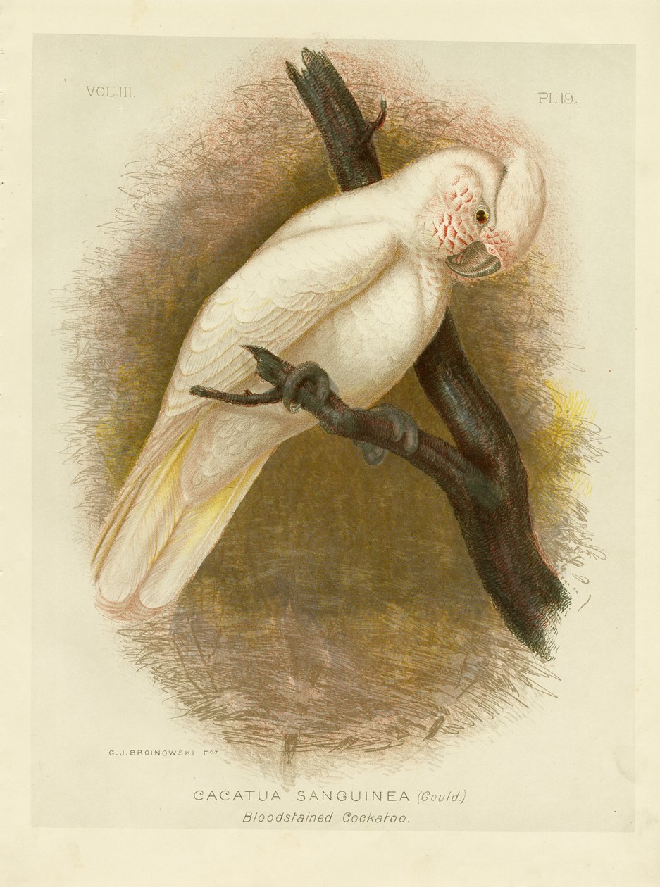 Cacatua manchada de sangue, 1891 de Gracius Broinowski