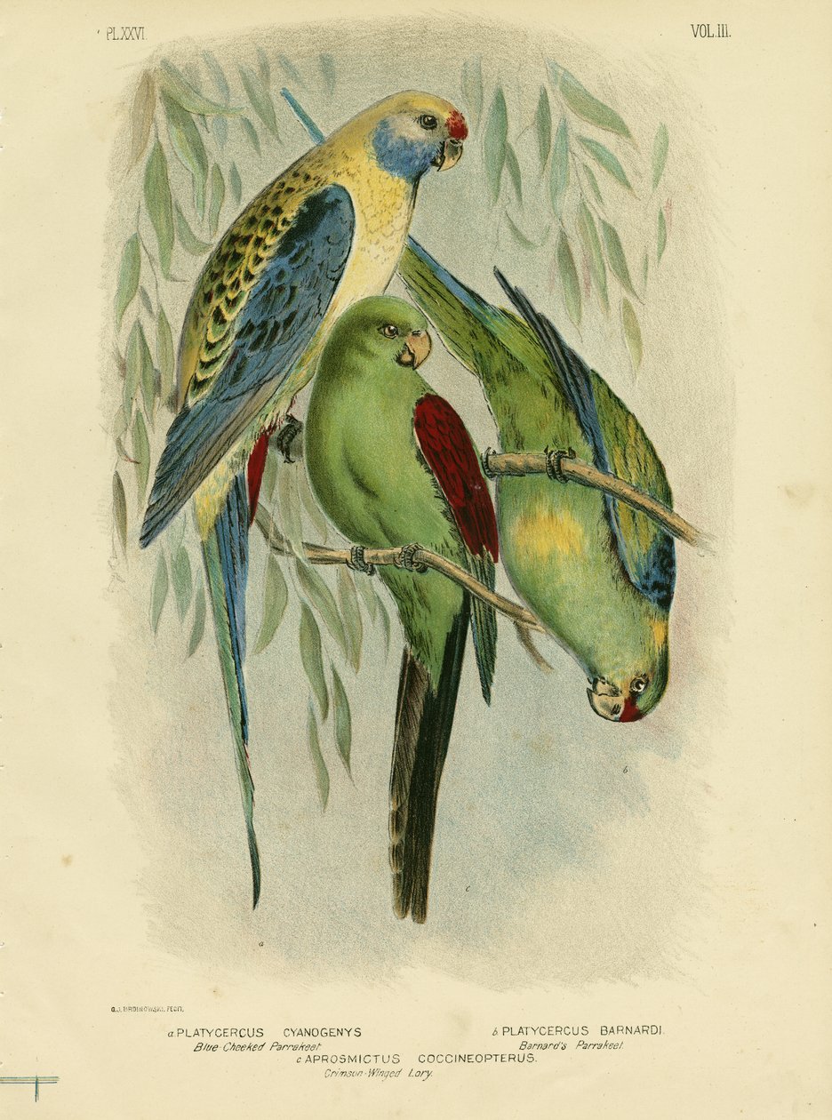 Periquito-de-bochecha-azul, 1891 de Gracius Broinowski