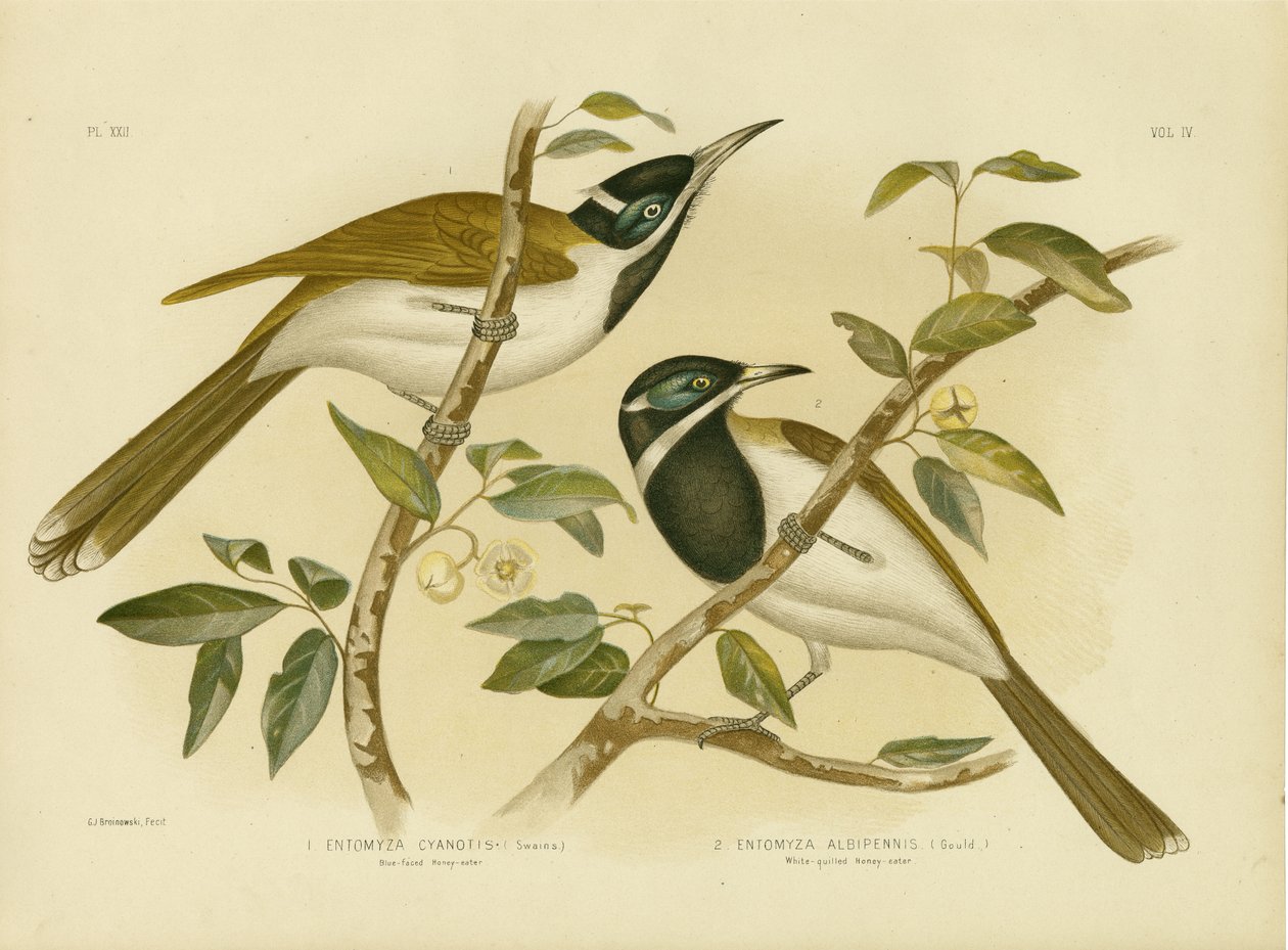 Honeyeater Azul-Enfrentado, 1891 de Gracius Broinowski