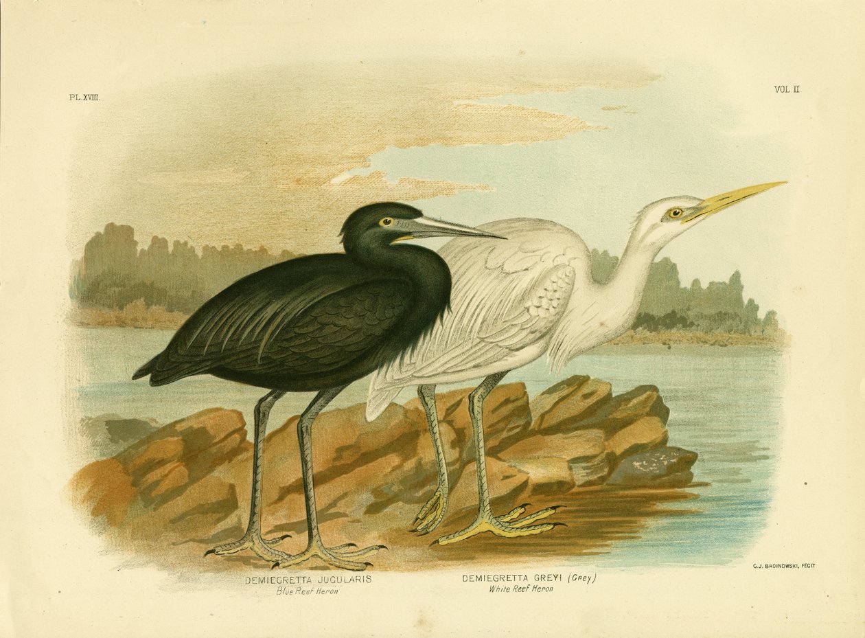 Garça do Recife Azul, 1891 de Gracius Broinowski