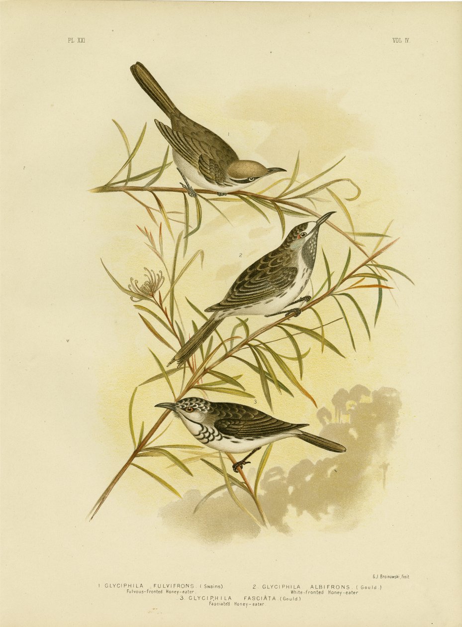 Honeyeater Fulvous-Fronteado, 1891 de Gracius Broinowski