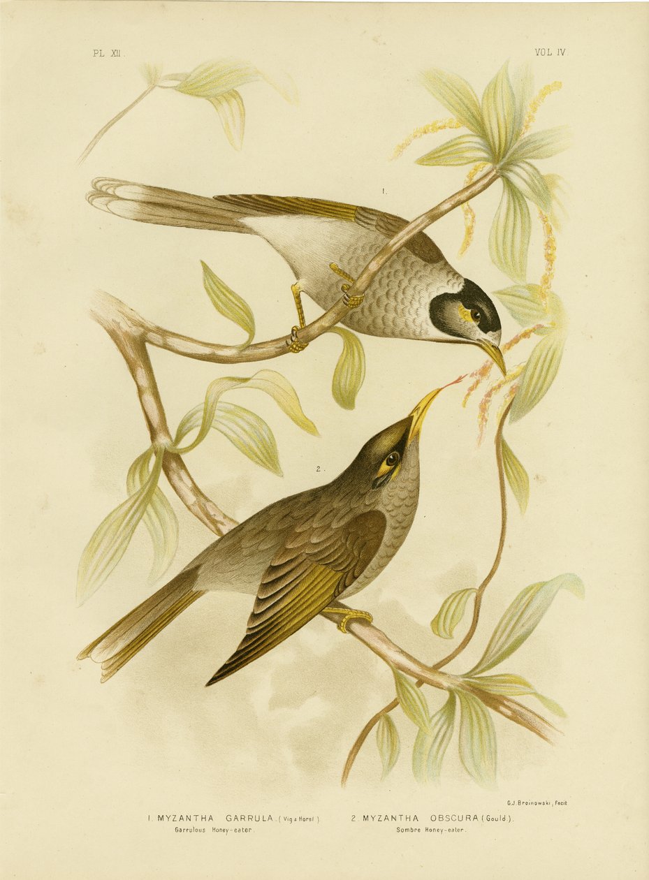 Honeyeater Garrulous Ou Noisy Miner, 1891 de Gracius Broinowski